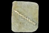 Archimedes Screw Bryozoan Fossil - Illinois #134325-1